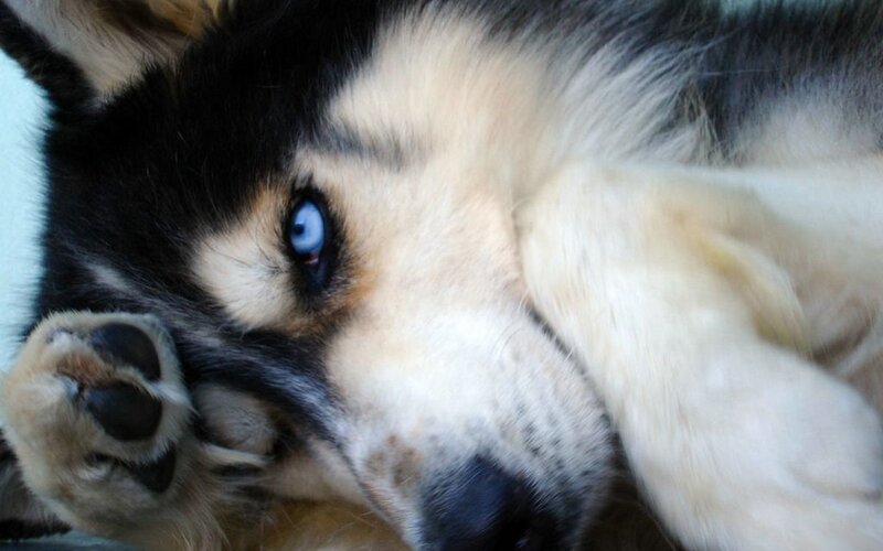 sleeping husky with blue eyes