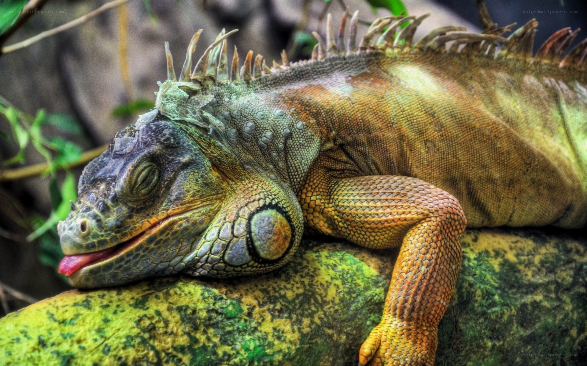 Sleeping iguana on a rock