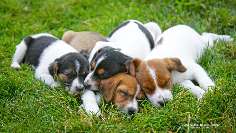Sleeping Jack Russell Terrier Puppies