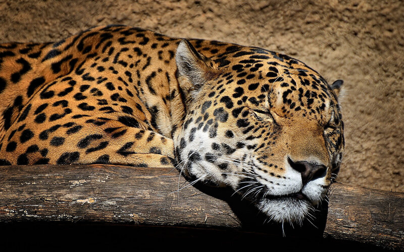 Sleeping Jaguar — Brown, Calm, Afternoon