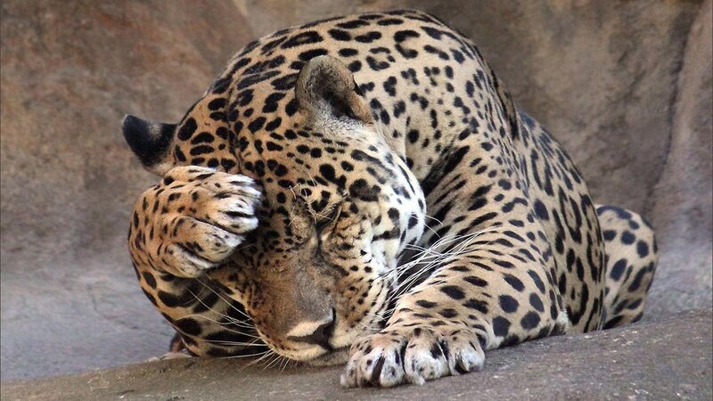 Sleeping Jaguar — Brown, Calm, Photograph, Rock