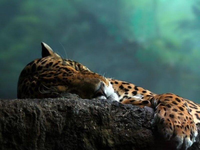 Sleeping Jaguar — Brown, Calm, Photograph