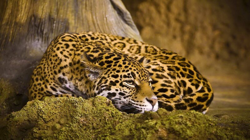Sleeping Jaguar — Brown, Calm, Photograph, Tree Trunk