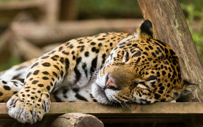 Sleeping Jaguar — Brown, Calm, Photograph, Wooden Structure