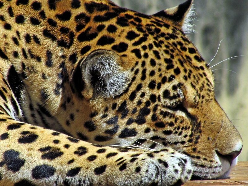 Sleeping Jaguar — Brown, Calm