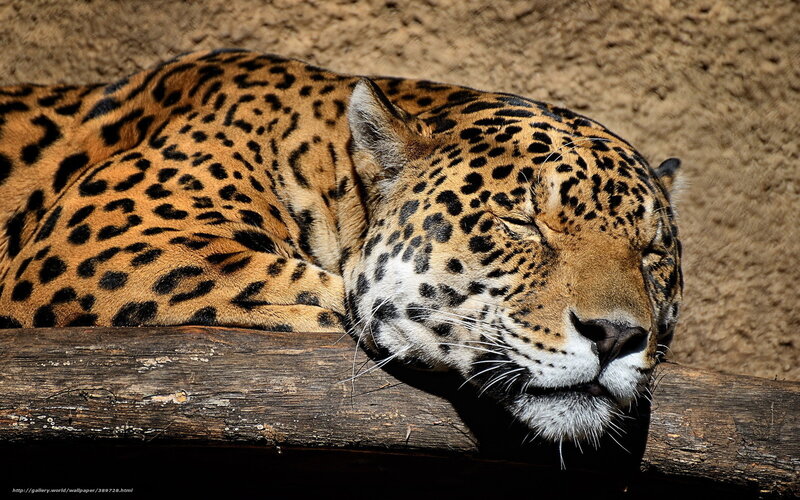 Sleeping Jaguar — Brown, Serene, Afternoon