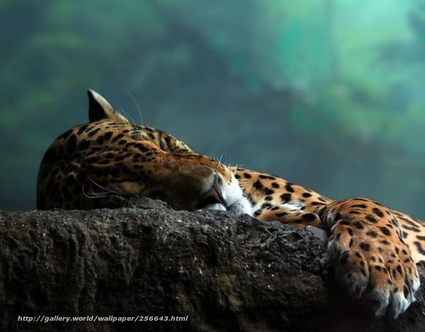 Sleeping Jaguar — Brown, Serene, Photograph