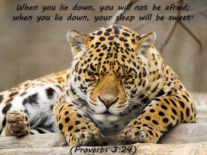Sleeping Jaguar — Brown, Serene