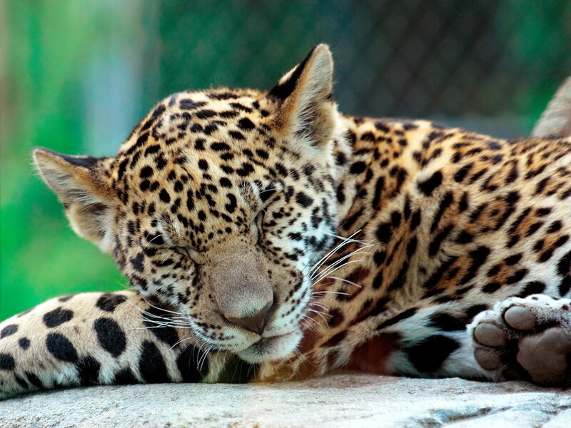 Sleeping Jaguar — Brown