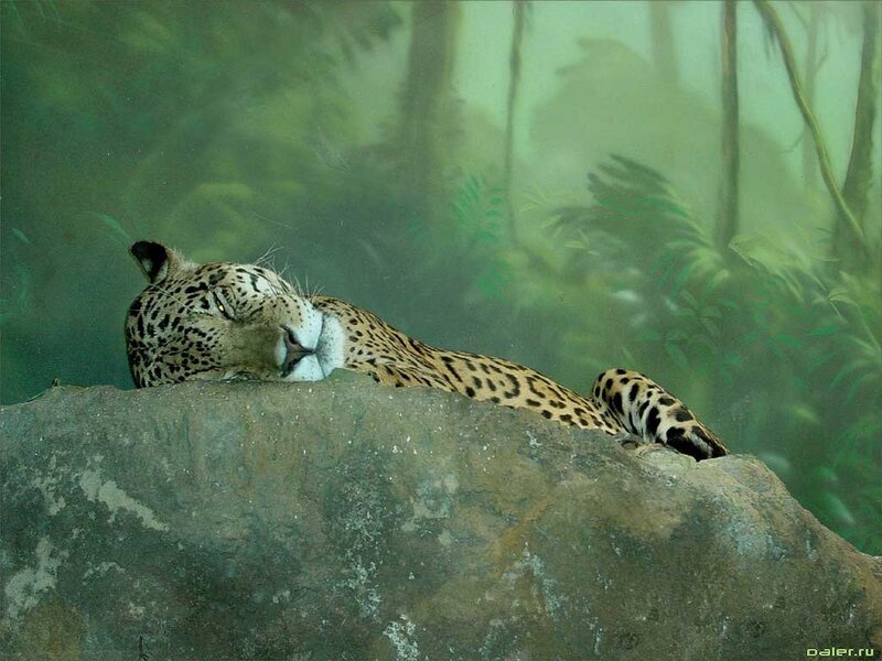 Sleeping Jaguar — Green