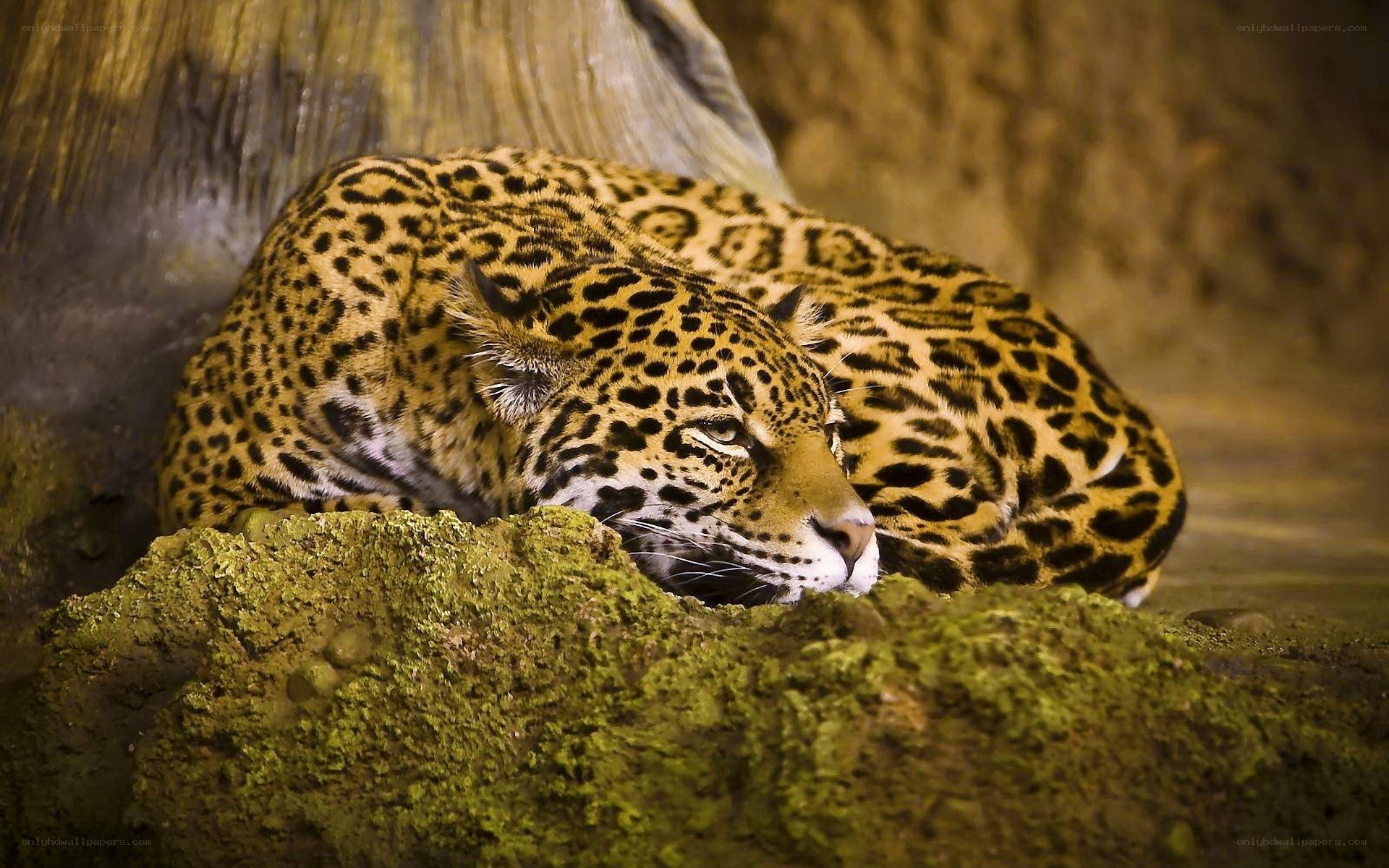 Sleeping jaguar in enclosure