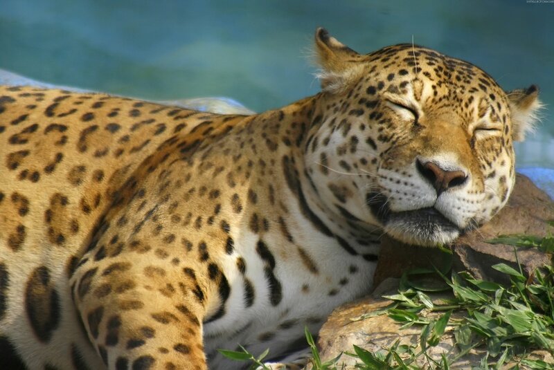 Sleeping jaguar in the sun