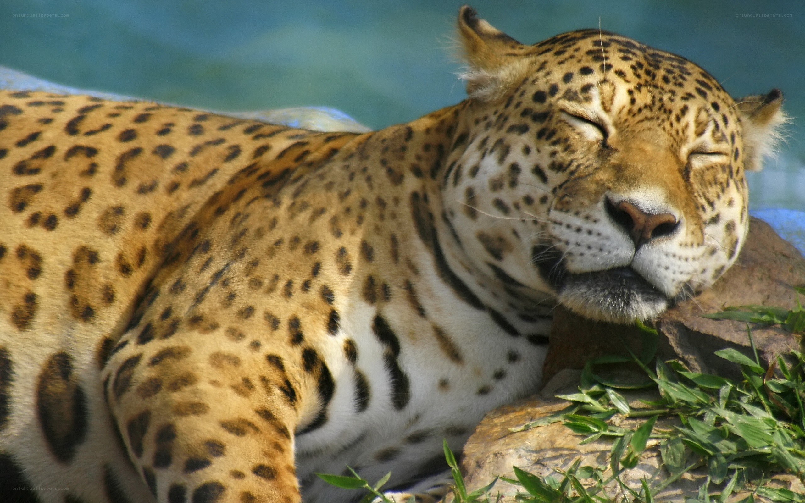 Sleeping jaguar in the sun