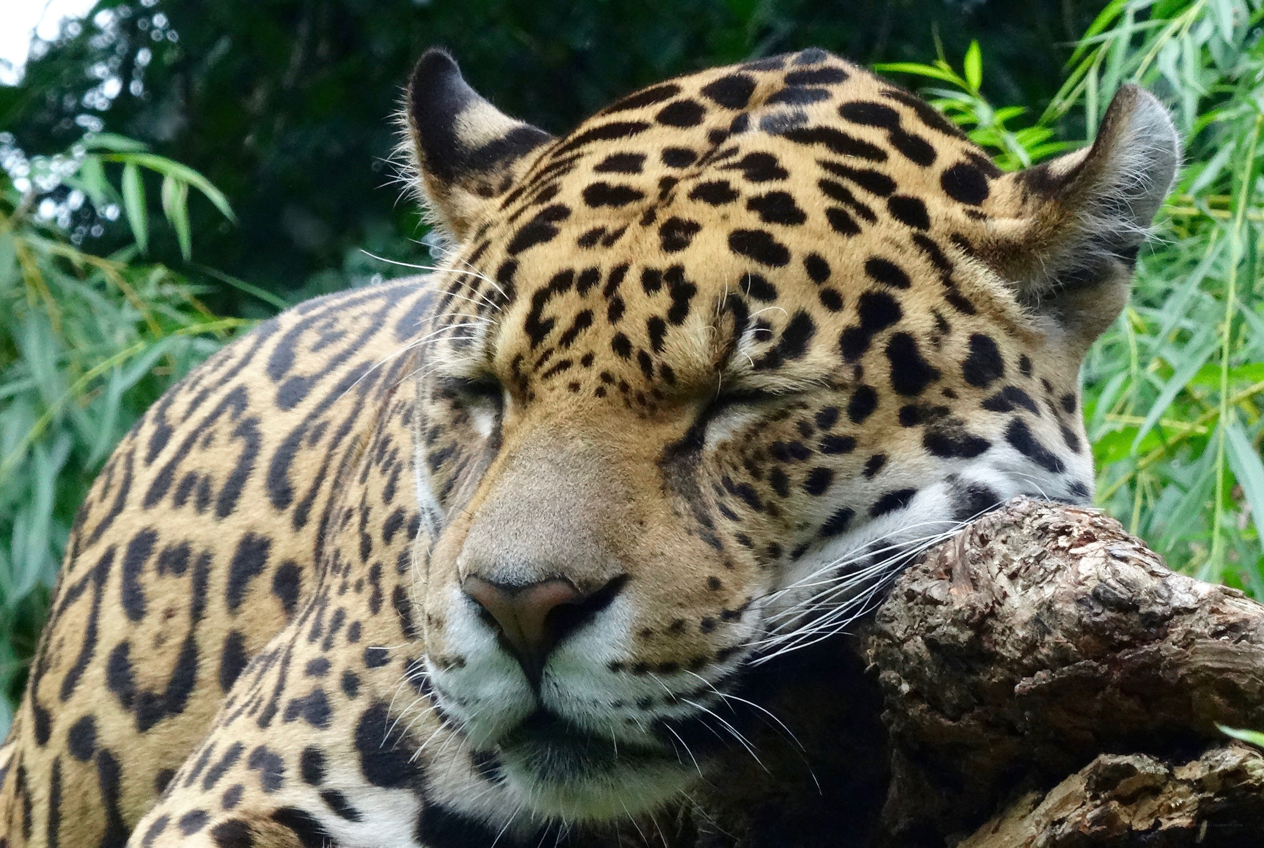 Sleeping jaguar in the wild