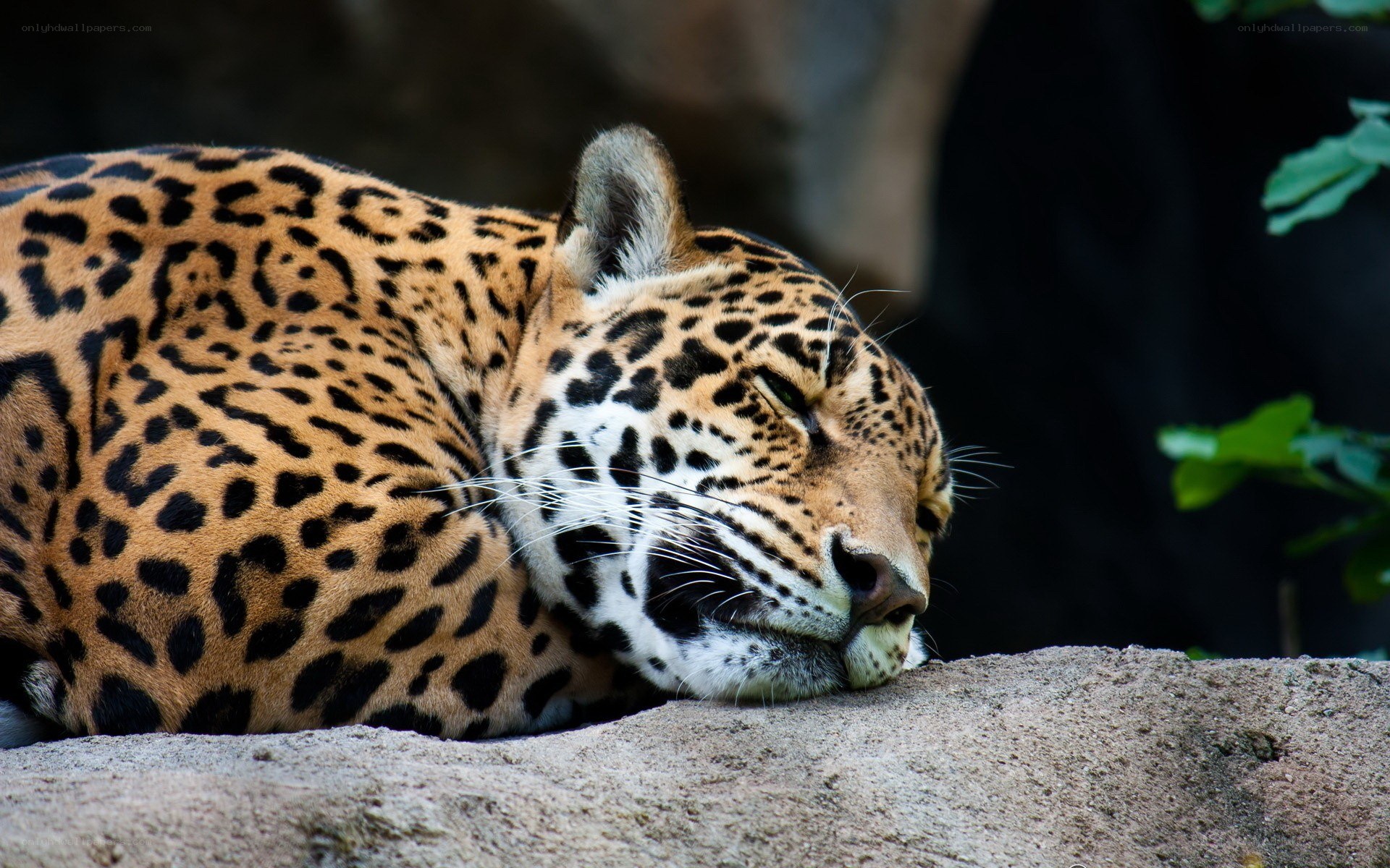 Sleeping jaguar on a rock