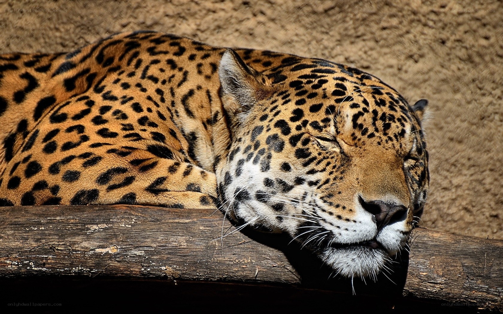 Sleeping jaguar on log