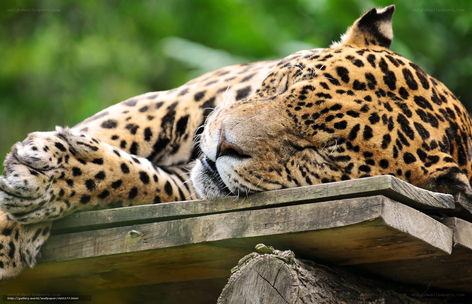 Sleeping jaguar on wooden platform