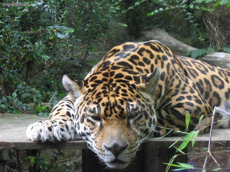 Sleeping Jaguar