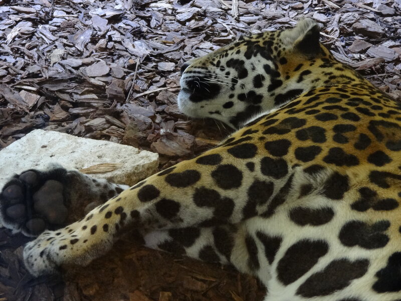 Sleeping Jaguar — Yellow