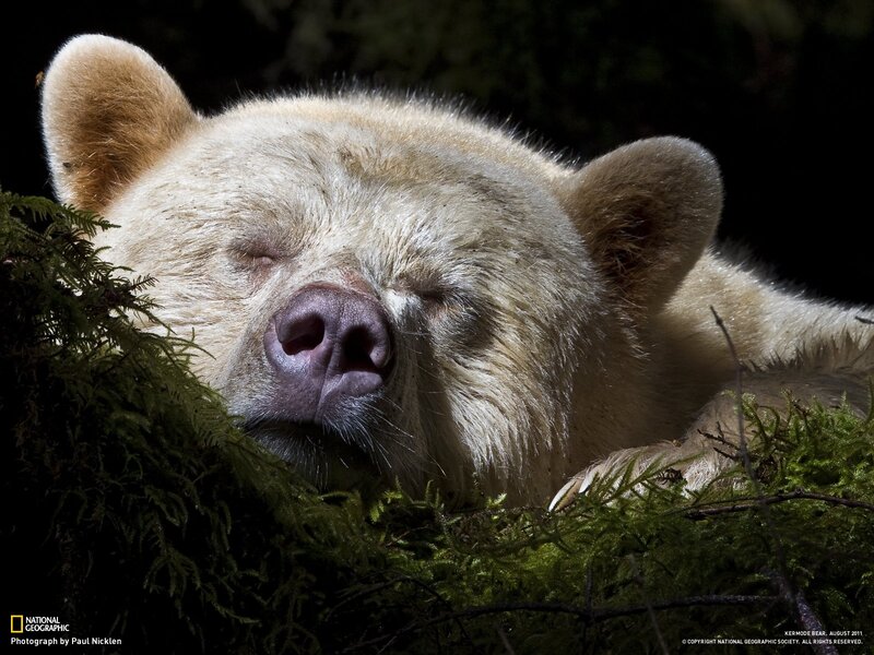 Sleeping Kermode bear