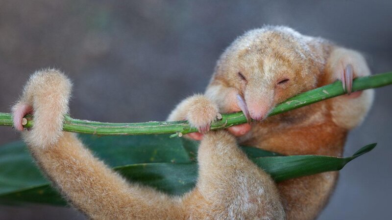 Sleeping Kinkajou