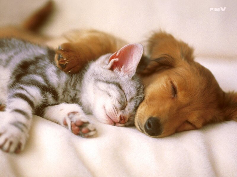 Sleeping kitten and puppy