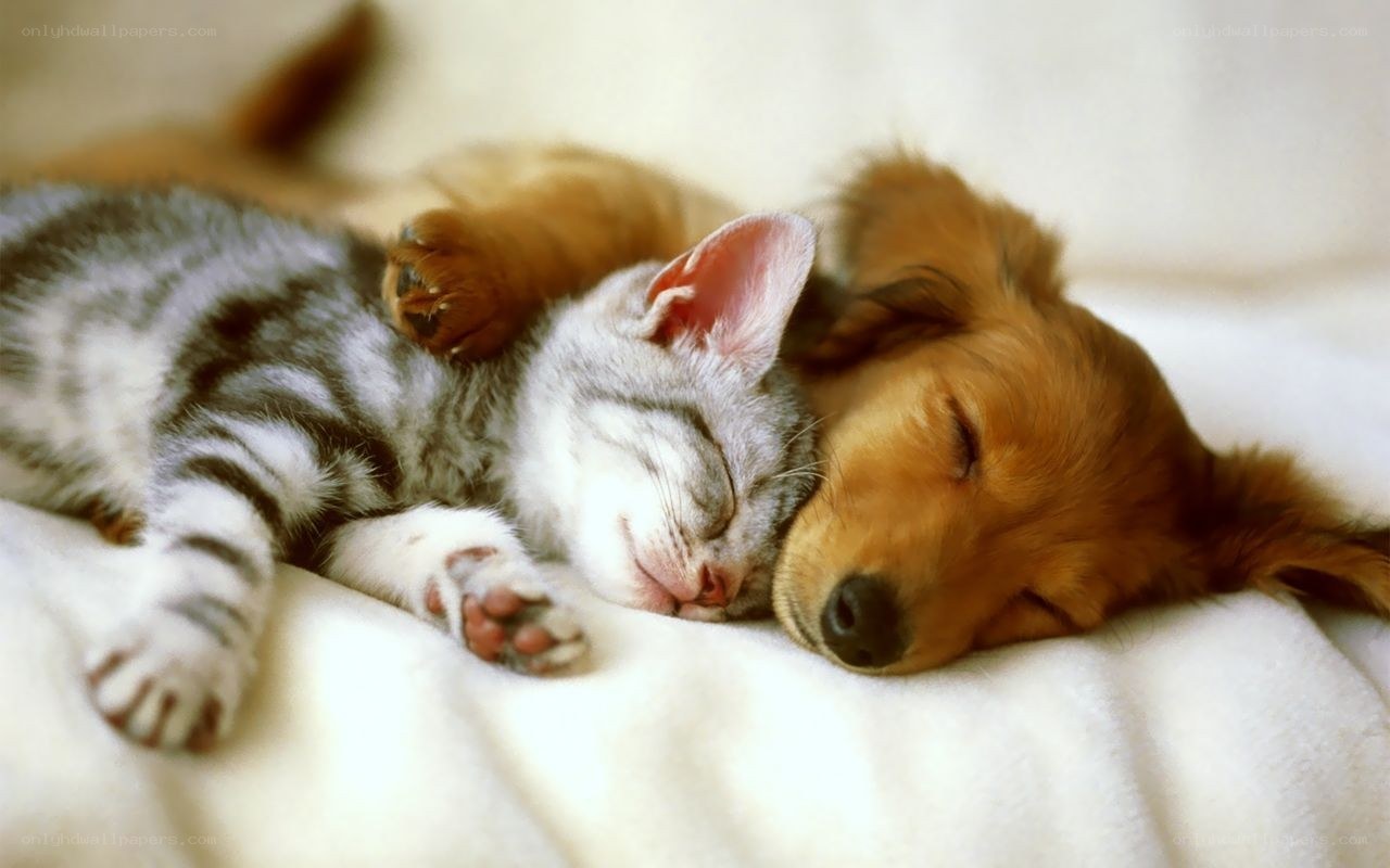 Sleeping kitten and puppy
