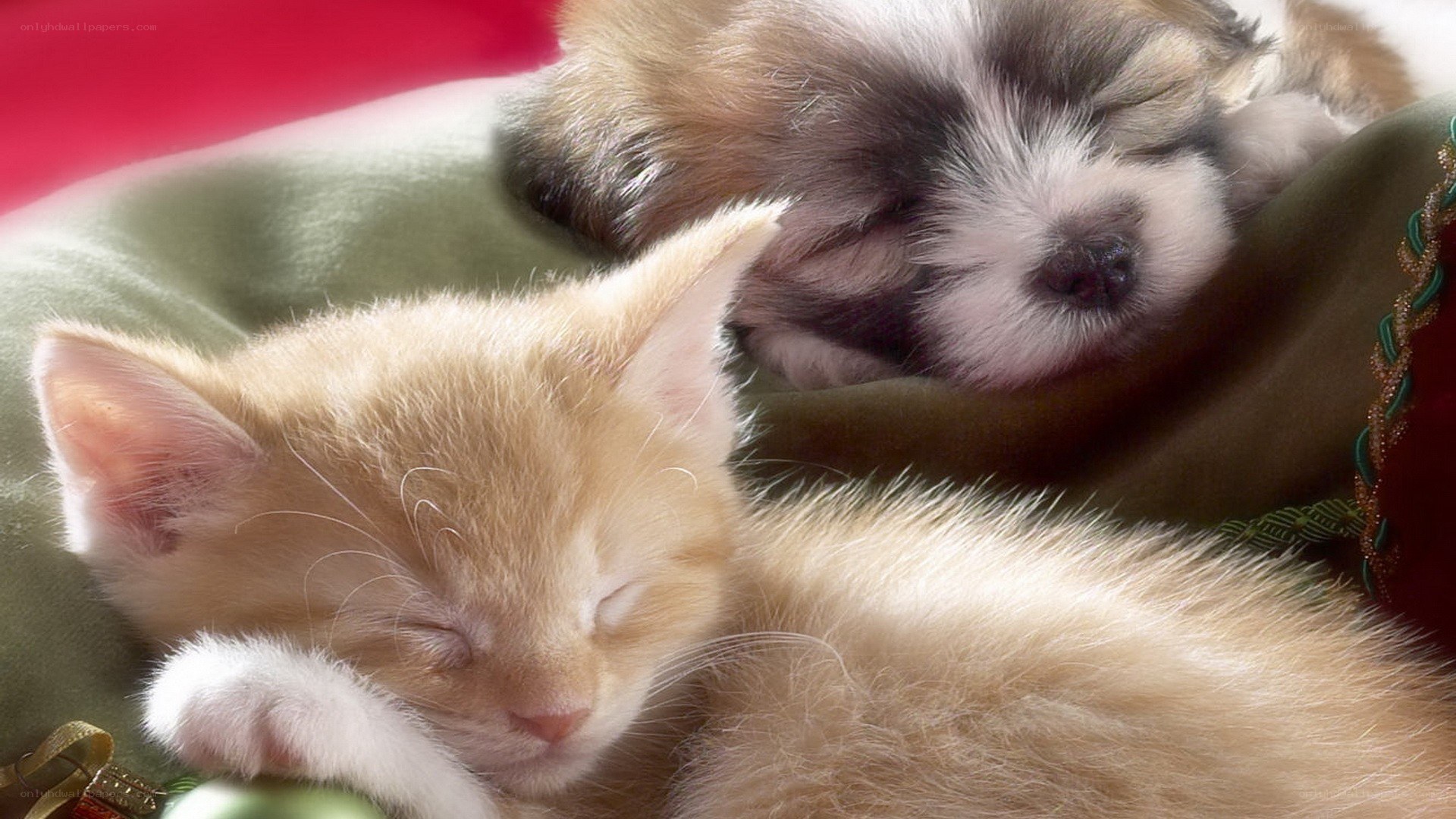 Sleeping kitten and puppy