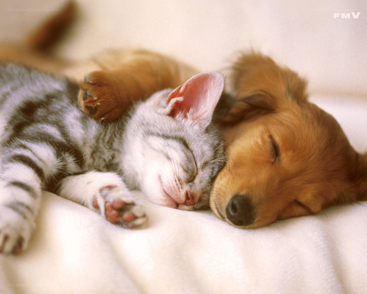 Sleeping kitten and puppy