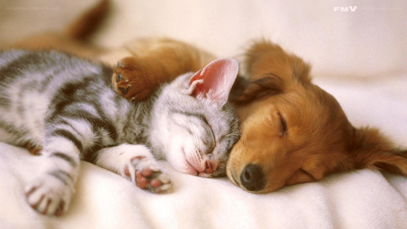 Sleeping kitten and puppy