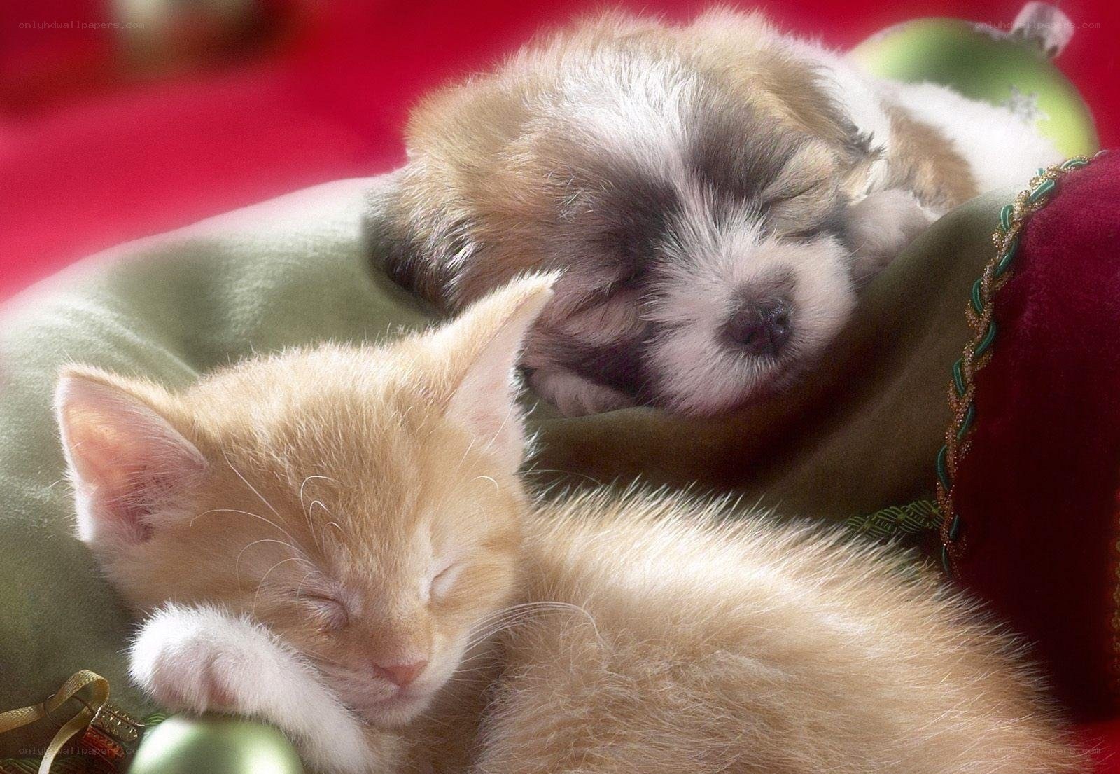 Sleeping kitten and puppy