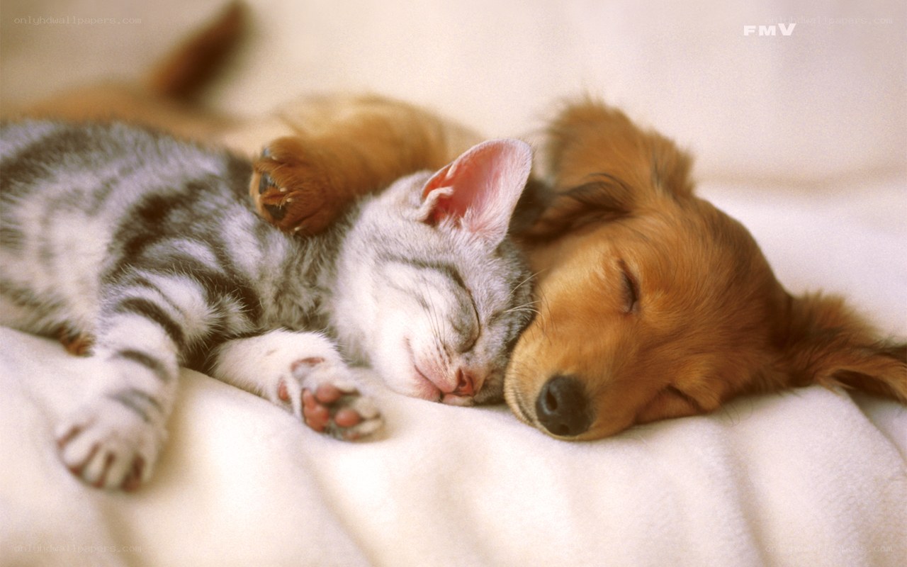 Sleeping kitten and puppy
