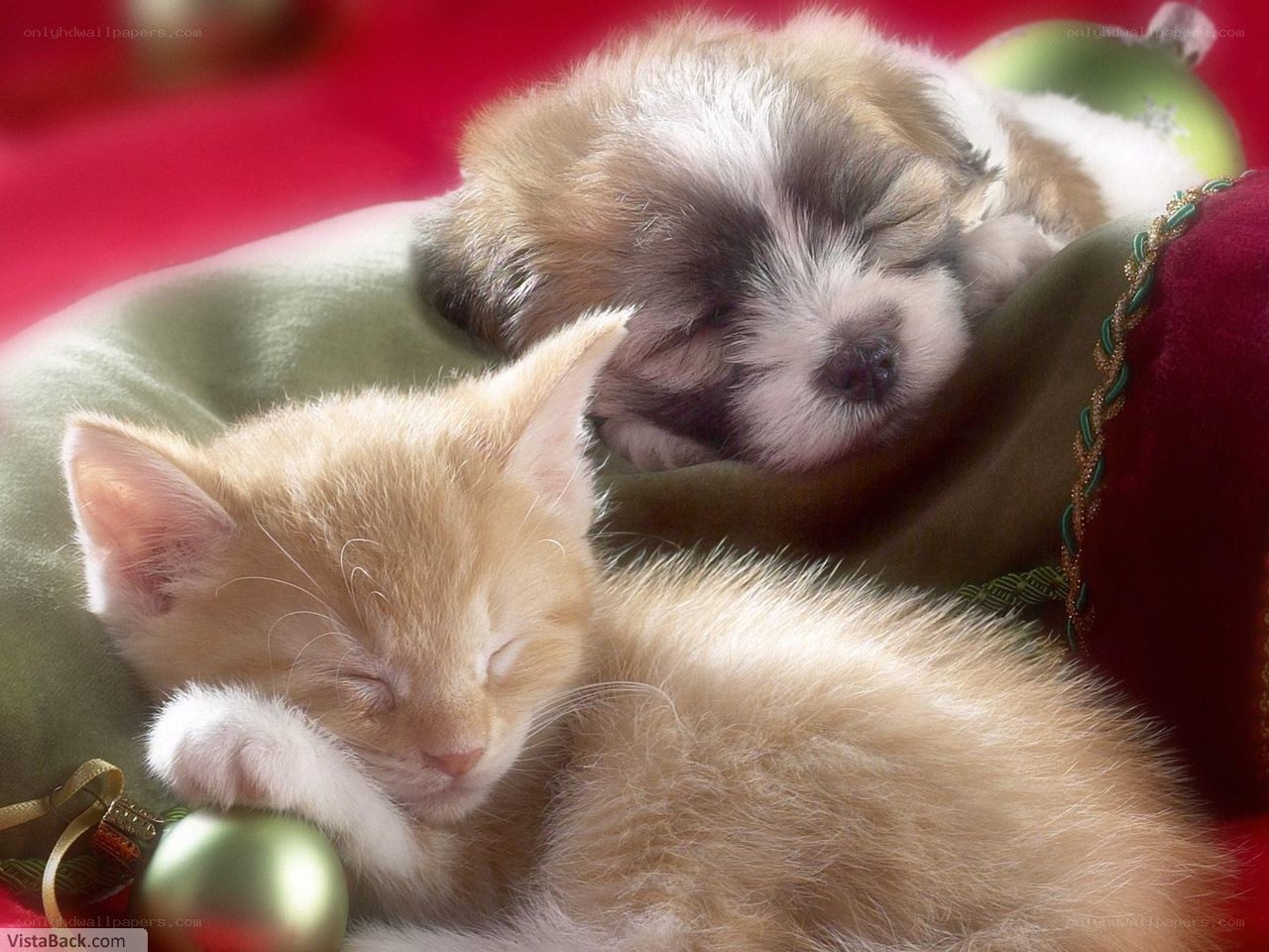 Sleeping kitten and puppy
