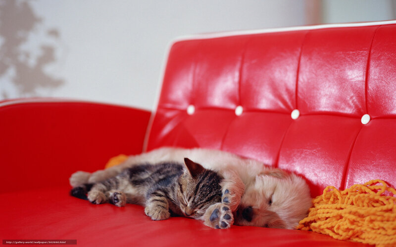Sleeping kitten and puppy on red couch