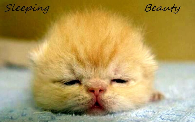Sleeping kitten beauty