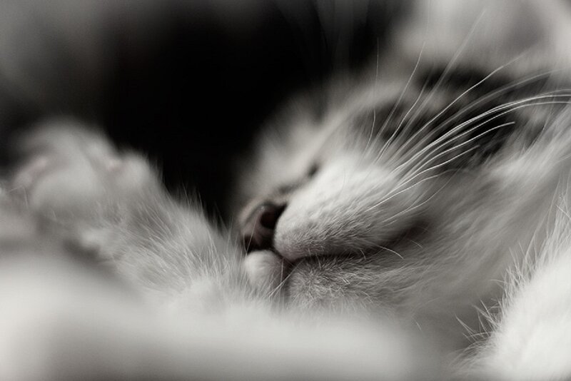 Sleeping Kitten — Black, Peaceful, Photograph