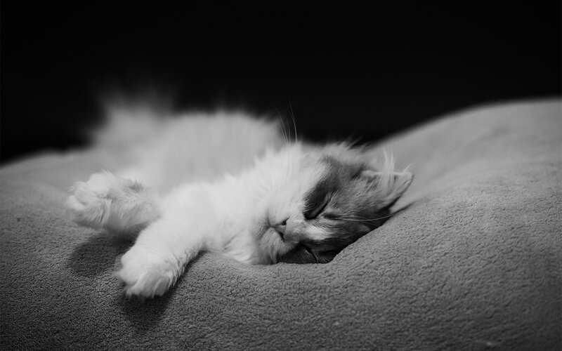 Sleeping Kitten — Black, Peaceful