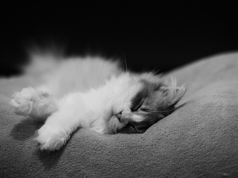 Sleeping Kitten — Black