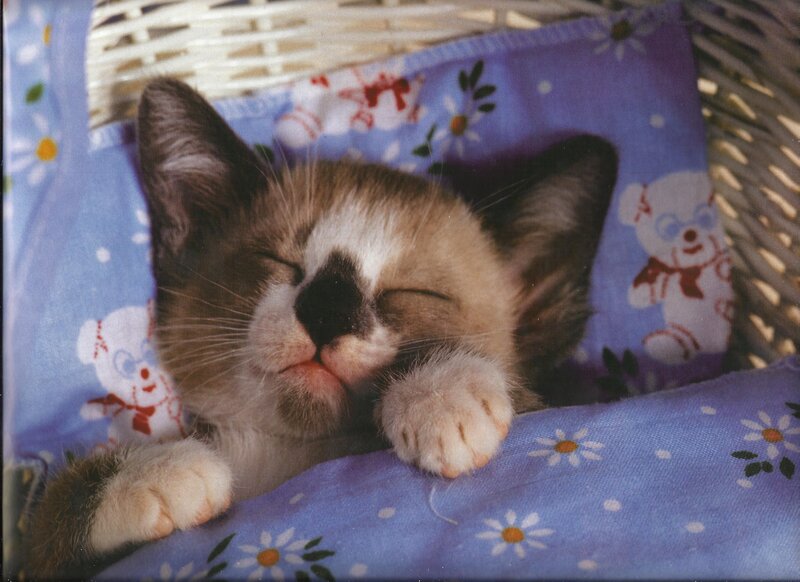 Sleeping Kitten — Blue, Peaceful