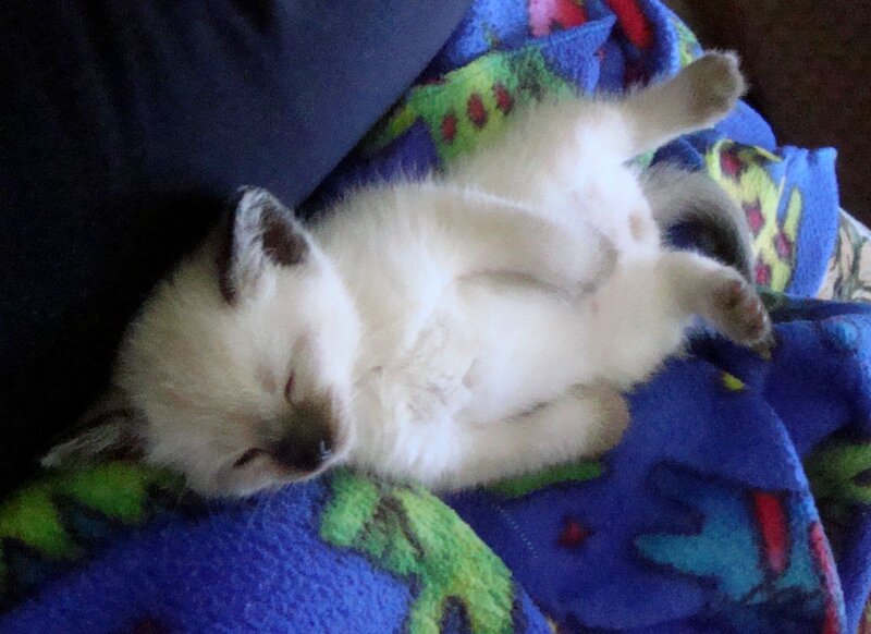 Sleeping Kitten — Blue