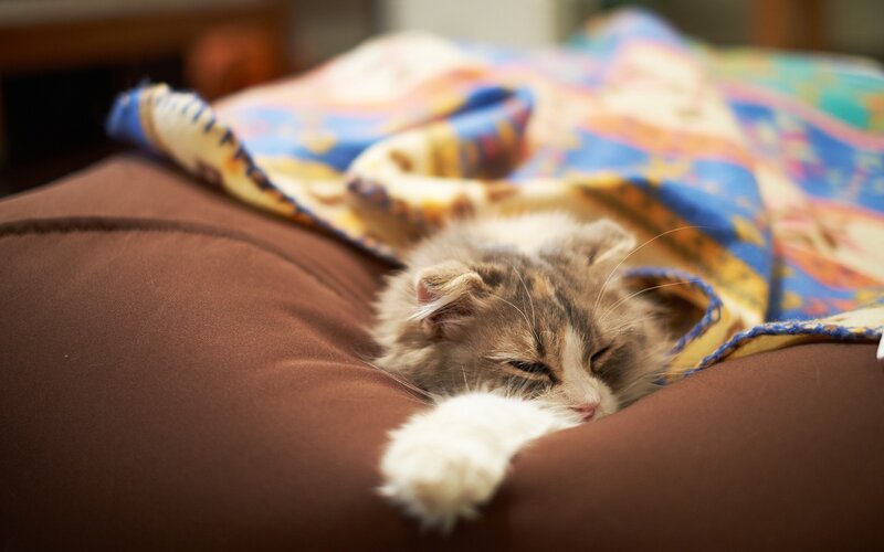 Sleeping Kitten — Brown, Peaceful, Photograph