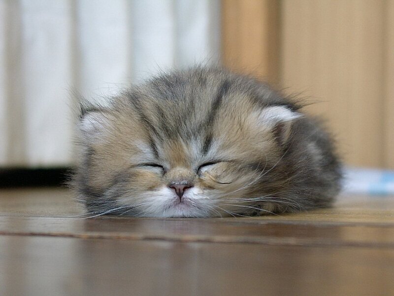 Sleeping Kitten — Brown, Peaceful