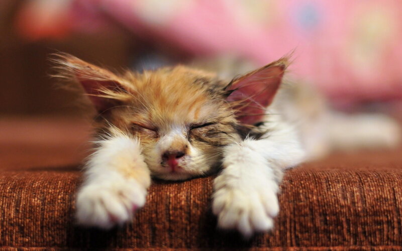 Sleeping Kitten — Brown