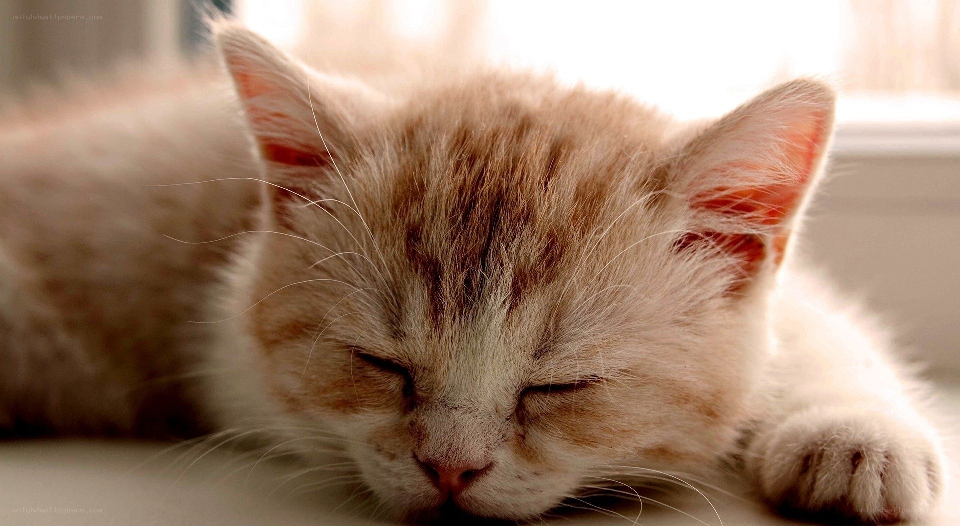 sleeping kitten by window