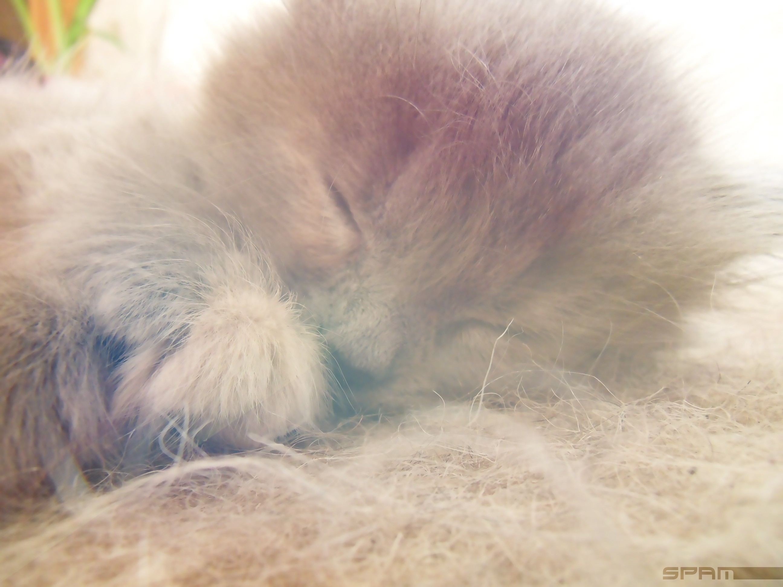 sleeping kitten close-up