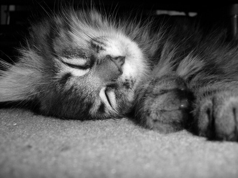sleeping kitten close-up
