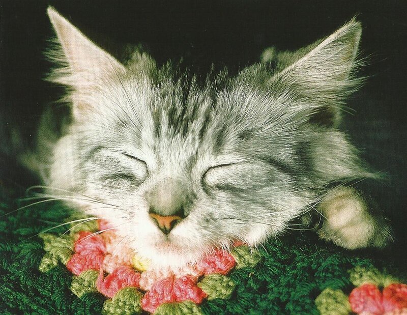 Sleeping Kitten — Green
