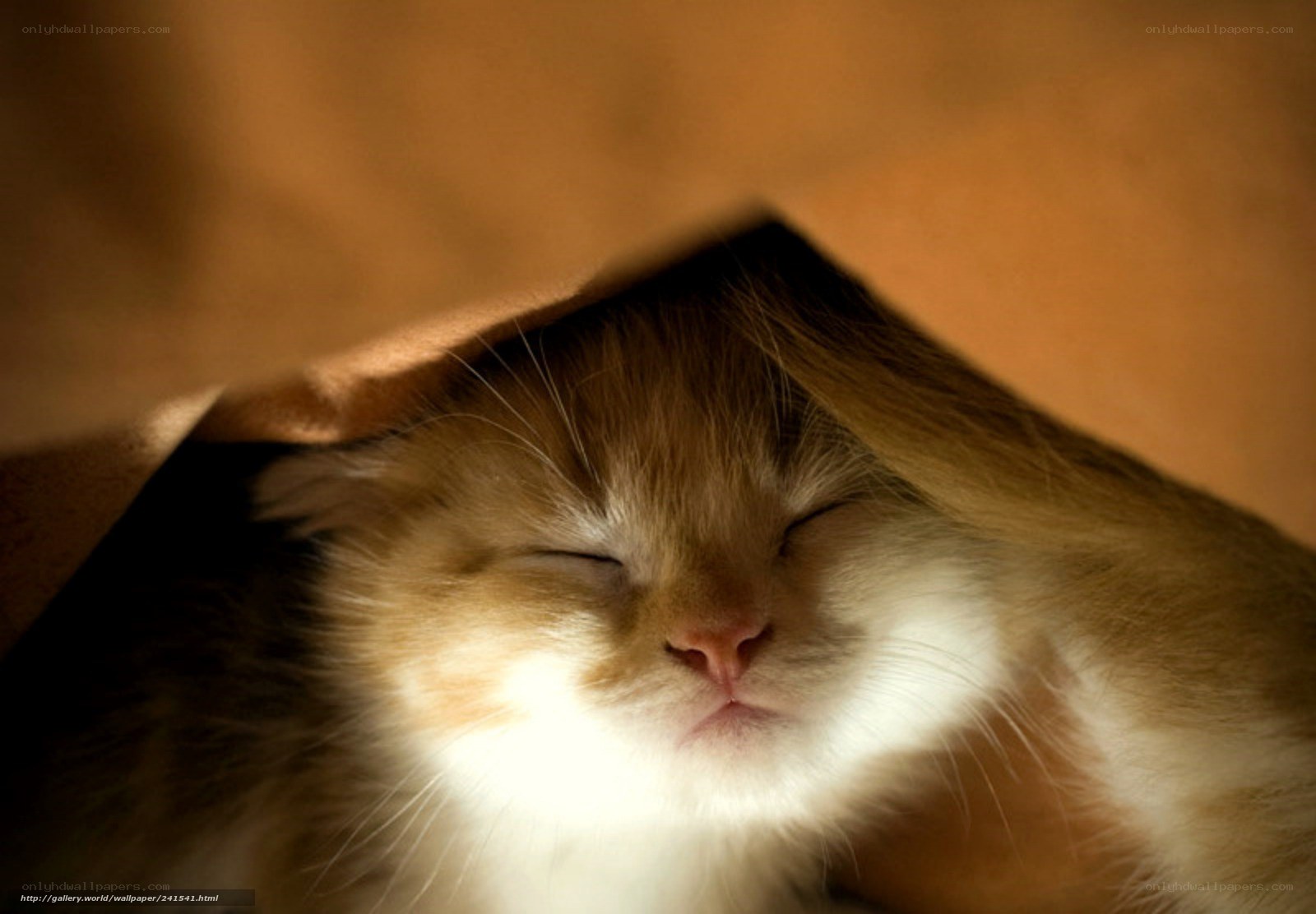 Sleeping kitten in a bag