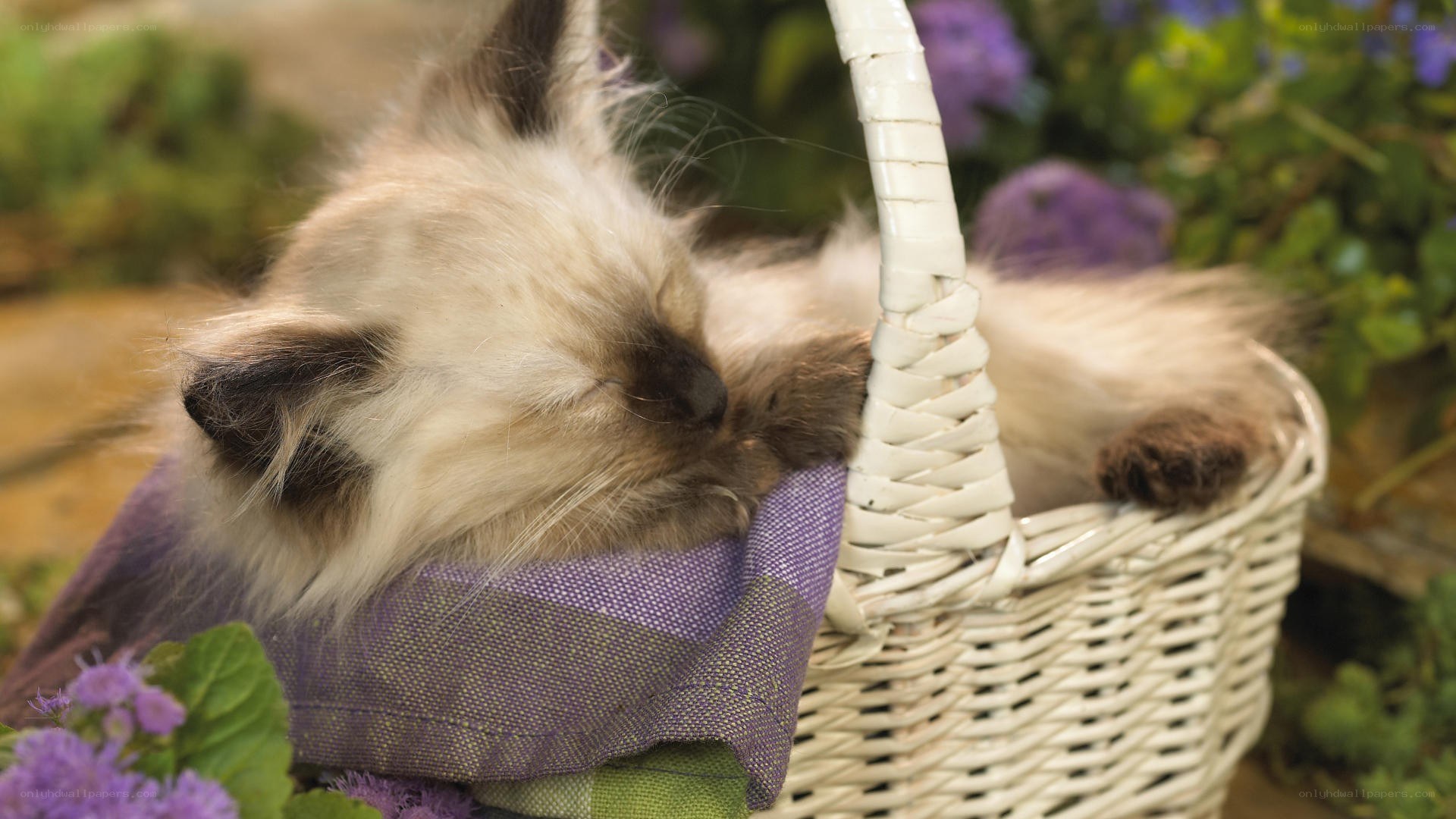 Sleeping kitten in a basket