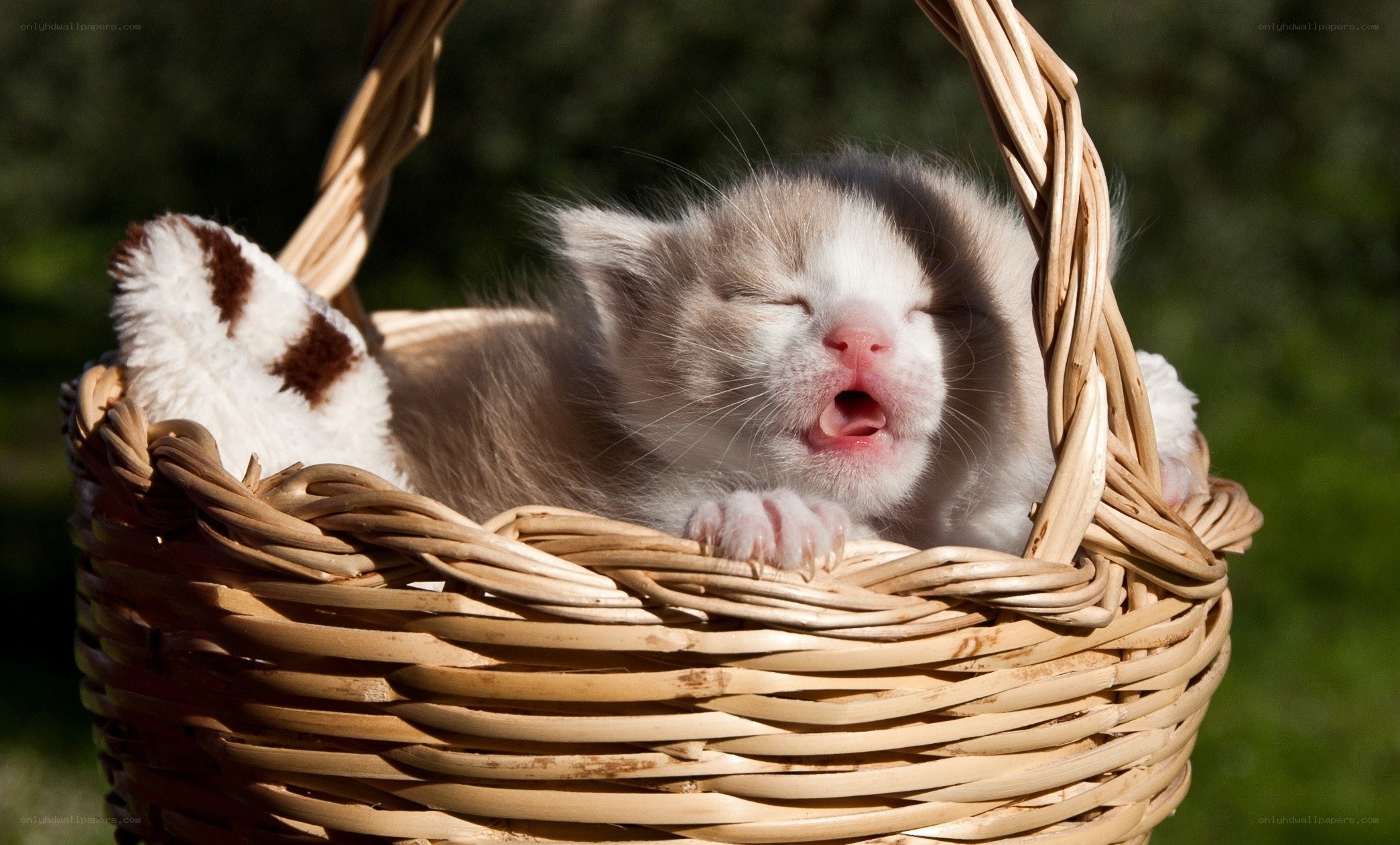 Sleeping kitten in a basket